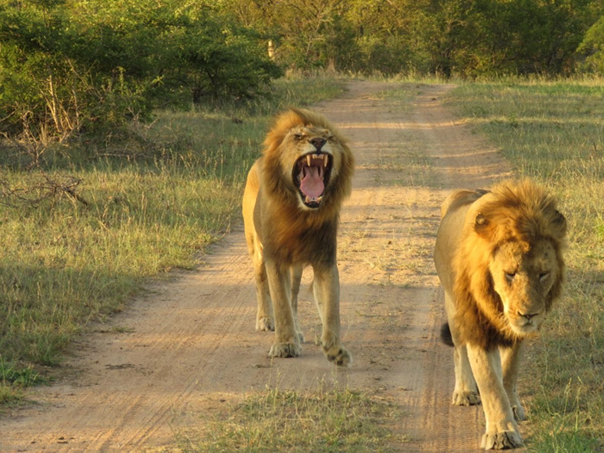EXCLUSIVE VIDEO: Russia Releases Over 500 Lions On The Street To Keep People At Home During Coronavirus Outbreak