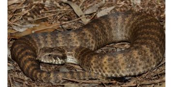 New Study: Scientists Find That Female Snakes Have Two Clitoris