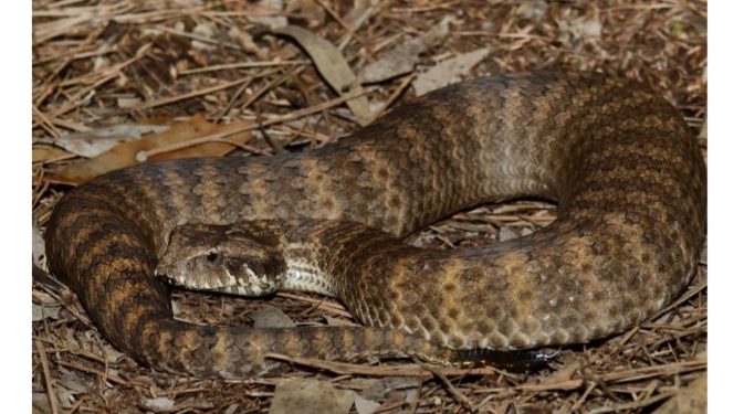 New Study: Scientists Find That Female Snakes Have Two Clitoris