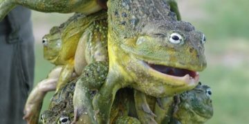 Frog Is The Most Expensive Meat In Namibia, Price Hit $6 This Month