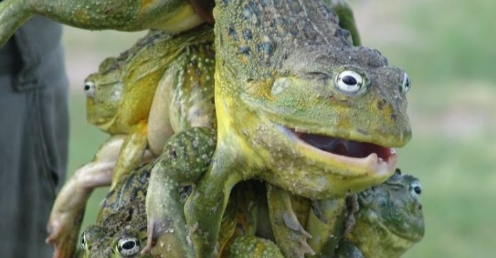 Frog Is The Most Expensive Meat In Namibia, Price Hit $6 This Month