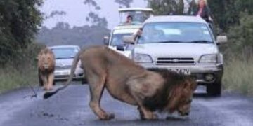BREAKING: Lion On The Run After Jumping From A Pickup Truck While Being Driven Taking To The Zoo