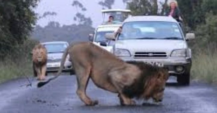 BREAKING: Lion On The Run After Jumping From A Pickup Truck While Being Driven Taking To The Zoo