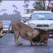 BREAKING: Lion On The Run After Jumping From A Pickup Truck While Being Driven Taking To The Zoo