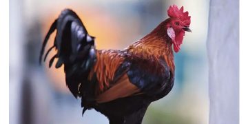 Court Jail Noisy Cock For Disturbing Neighbours