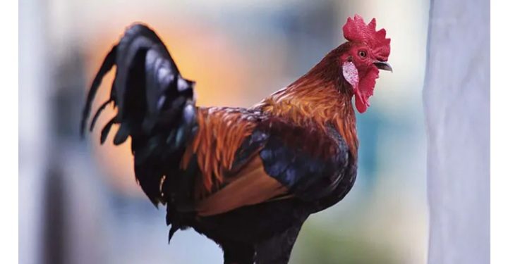 Court Jail Noisy Cock For Disturbing Neighbours