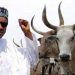 Cattle And Sheep Easier To Control Than Nigerians–President Buhari