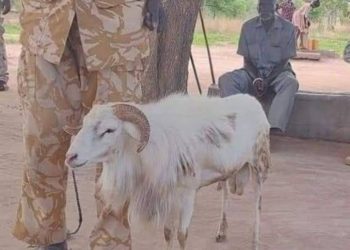 Shocking News: Sheep Jailed 3Years For Killing 45-Year-Old Woman