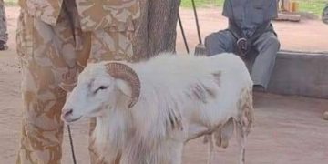 Shocking News: Sheep Jailed 3Years For Killing 45-Year-Old Woman