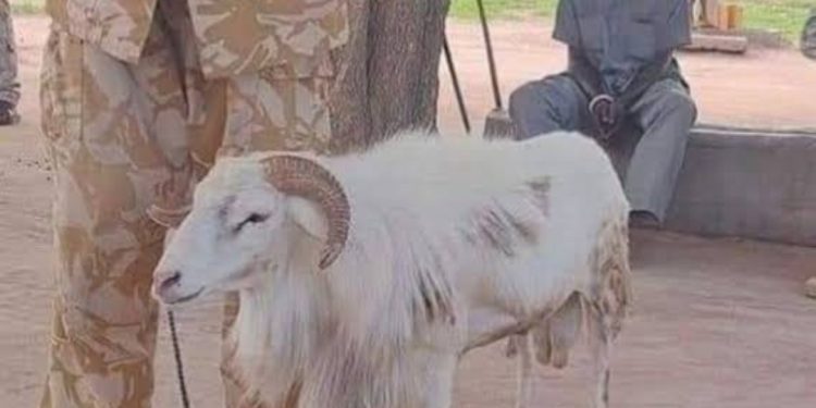 Shocking News: Sheep Jailed 3Years For Killing 45-Year-Old Woman