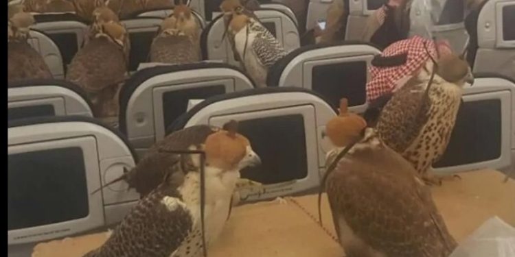 Money Talks! Saudi Prince Rents Passenger Plane For His 80 Hawks For A Holiday Trip–Video