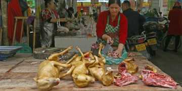 Eating Of Dog Meat Banned, Offenders To Spend 3 Years In Jail