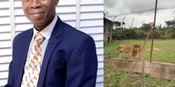 Lion Kills Zookeeper During Feeding