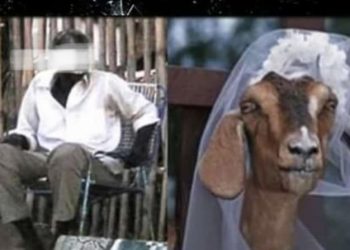 Man Forced To Marry A Goat He Had Sex With