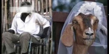Man Forced To Marry A Goat He Had Sex With