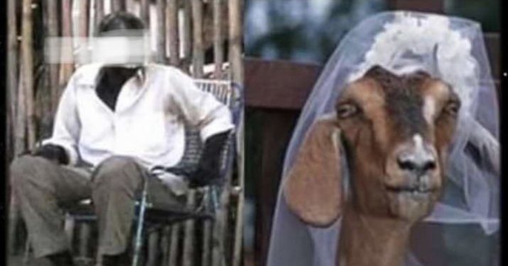 Man Forced To Marry A Goat He Had Sex With