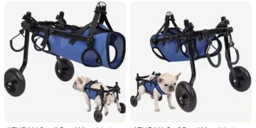 Scientists Develop Wheelchair For Paralyzed Dogs