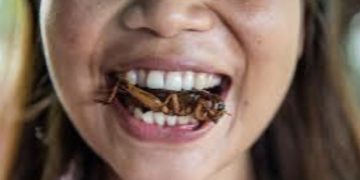 United Nations Urge People To Eat Grasshopper,Ant And Other Insects To End Global Hunger