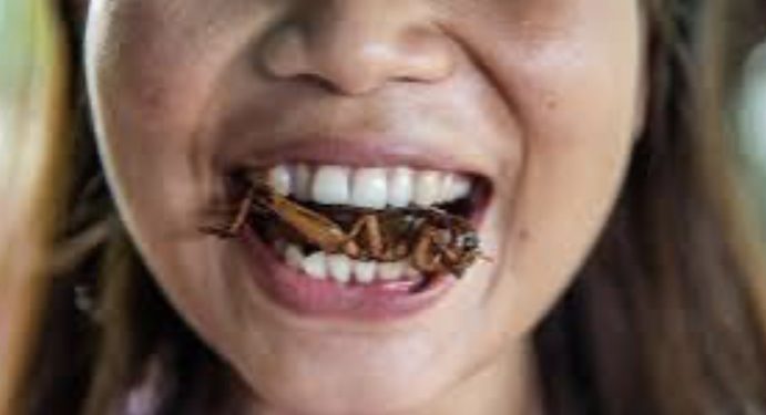 United Nations Urge People To Eat Grasshopper,Ant And Other Insects To End Global Hunger