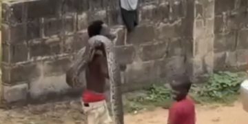 Watch Video: Nigerian Man Fearlessly Catches World’s Biggest Snake