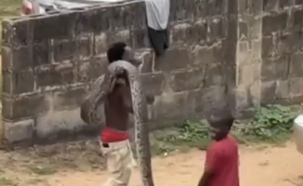 Watch Video: Nigerian Man Fearlessly Catches World’s Biggest Snake