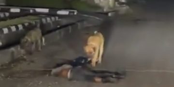 Strange Dogs Kill And Eat Up Estate Security Man—Video