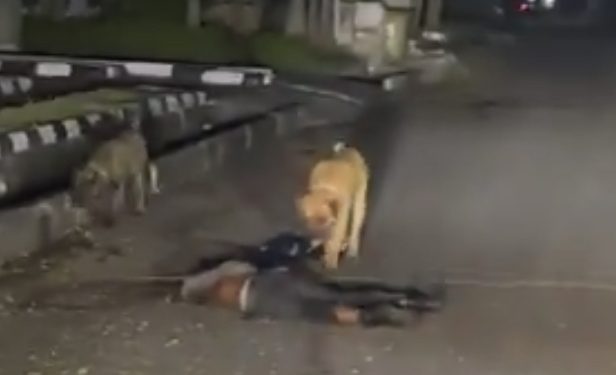 Strange Dogs Kill And Eat Up Estate Security Man—Video