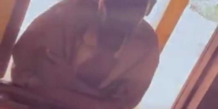 Frustrated Female Teacher Shares Video On How Mentally Challenged Man Always Storms Her Class To Propose Love To Her