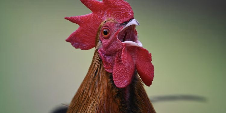 Man Fined Over £3,000 For Keeping Noisy Cock That Disturbed Neighbours