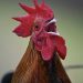 Man Fined Over £3,000 For Keeping Noisy Cock That Disturbed Neighbours