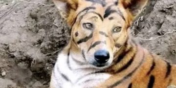 Police Search For Man Who Painted His Dog Like A Tiger To Scare Away Bank Loan Recovery Teams In Kasoa