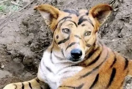 Police Search For Man Who Painted His Dog Like A Tiger To Scare Away Bank Loan Recovery Teams In Kasoa
