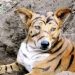 Police Search For Man Who Painted His Dog Like A Tiger To Scare Away Bank Loan Recovery Teams In Kasoa