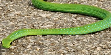 KNUST Issues Strong Warning Over The Killing Of Snakes On Campus