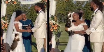 Strange Cat Disrupts Big Wedding, Attacks Bride During Vows—Video