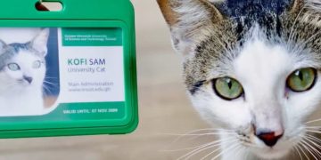 KNUST Issues Official ID Cards To Cats Residing On Campus, Starting Off With Cats Named Kwasi Joe And Kofi Sam—Details Here