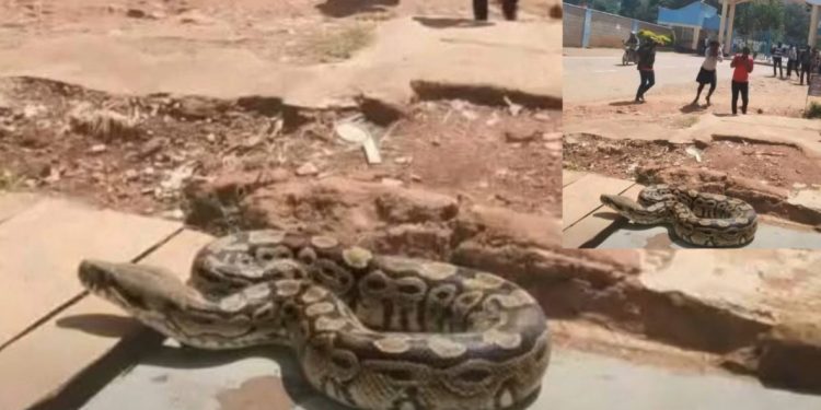 Female Student Turns Into A Snake At Kenyan University